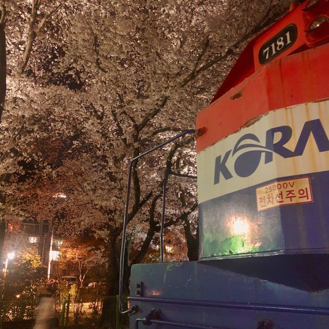 경화역으로 벚꽃 나들이