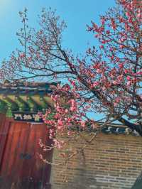 창덕궁에 핀 홍매화🌸💓