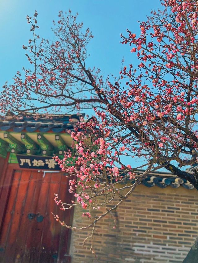 창덕궁에 핀 홍매화🌸💓
