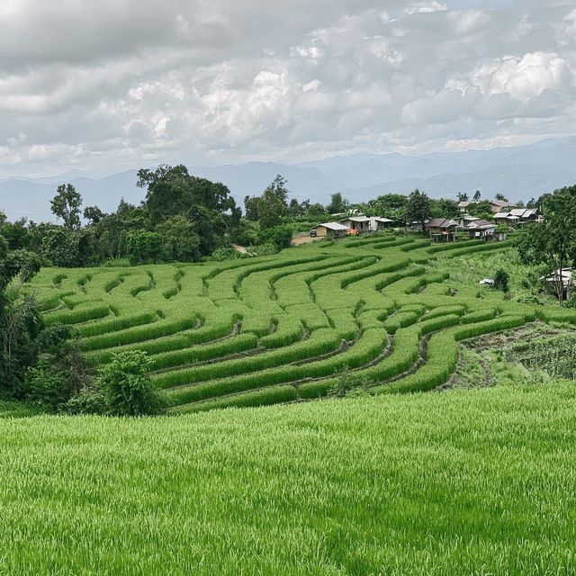 บ้านป่าบงเปียง - สัมผัสวิวทุ่งนาขั้นบันไดสีเขียว