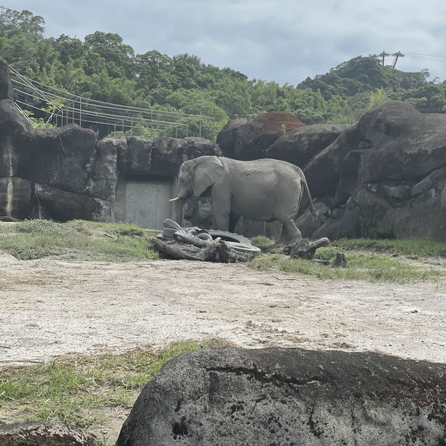 來去動物園找犀牛大便吧