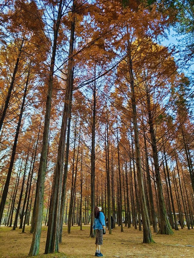 남이섬의 숨은 명소 '메타숲'🍁