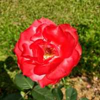  klang pana roses garden & cafe khaoyai