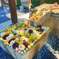 【京都】誰が置いたかアヒルさんの花手水🐤