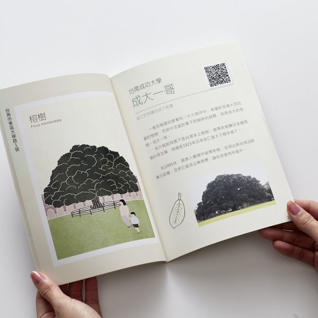 台南特色老樹-「樹遊人」