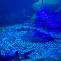 海洋公園-鯊魚探秘
