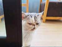 🐱 Cool Cat Cafe' คาเฟ่น้อนเหมียวใกล้มอชอ 🐱
