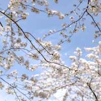 六本木・けやき坂近くの桜