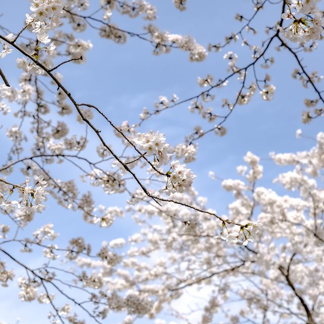 六本木・けやき坂近くの桜