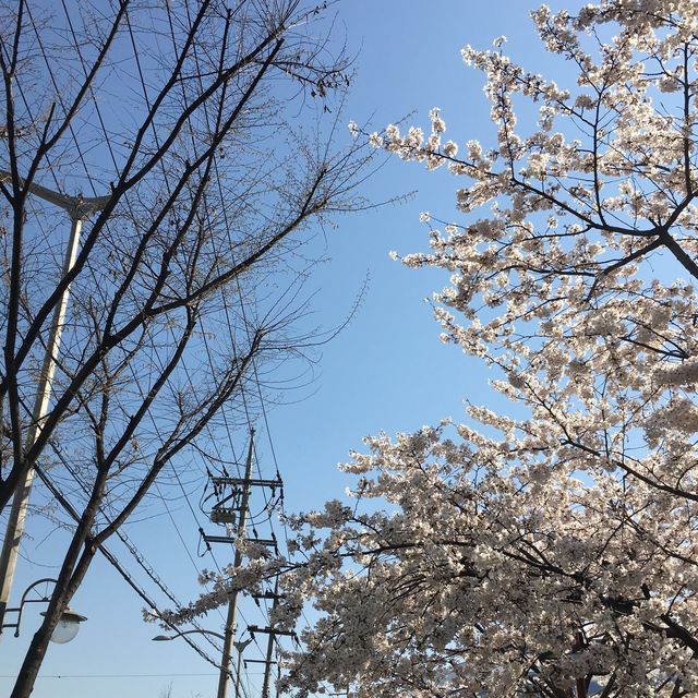 봄이오는 소리 4월의 푸른수목원 