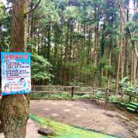 新竹關西｜馬武督探索森林 夏日避暑好去處