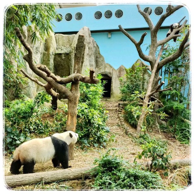 Giant Panda Forest 🐼