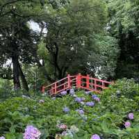 【京都】藤森神社のあじさい苑