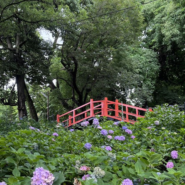 【京都】藤森神社のあじさい苑