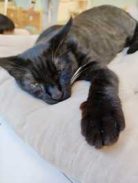 🐈貓貓可愛友善，可惜⋯「貓之茶房」