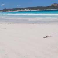 Lucky Bay Esperance WA