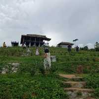 ไร่ชา1000 ไมลฺ์ ที่ใครๆต้องไม่พลาด