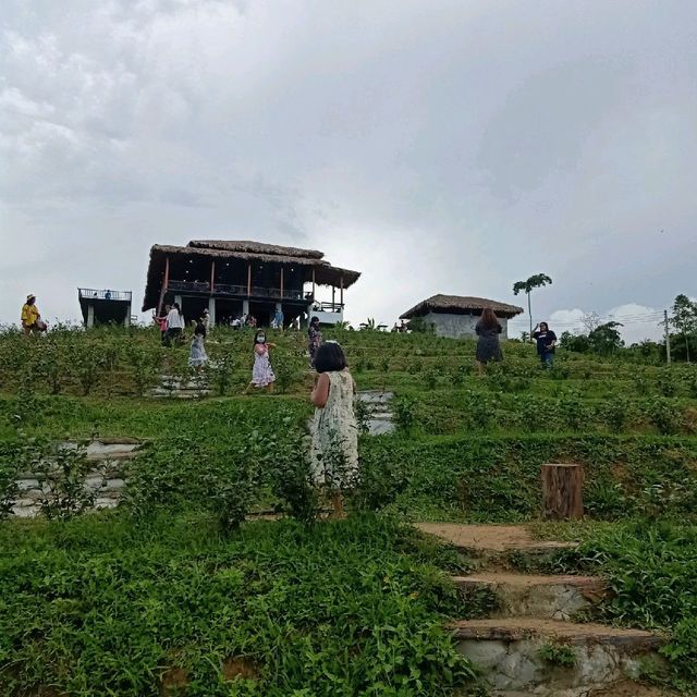 ไร่ชา1000 ไมลฺ์ ที่ใครๆต้องไม่พลาด