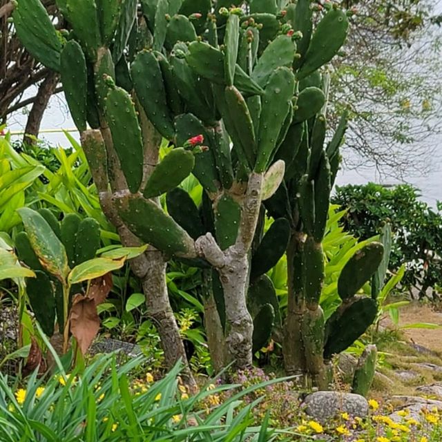 南丫島居民之一蜥蜴