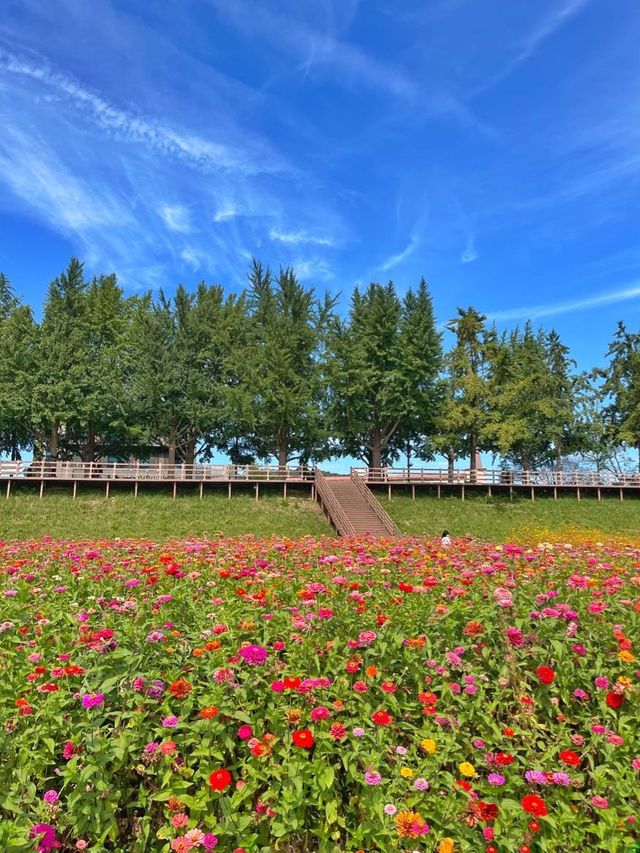 아산 곡교천에 백일홍이 피었어요 💐