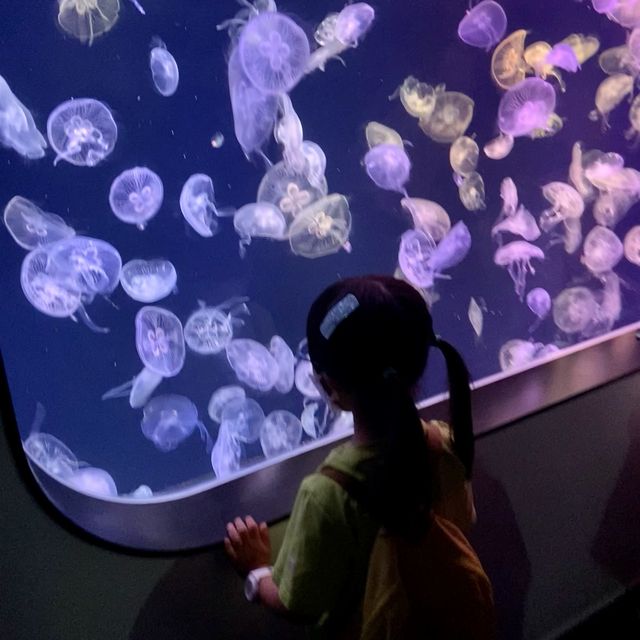 室內小小海洋體驗遊 📍荃灣