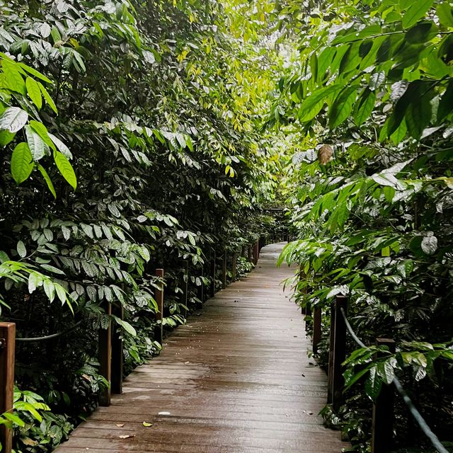Singapore Botanic Gardens is so lovely 🌺