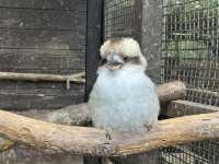 広くて距離の近い動物園