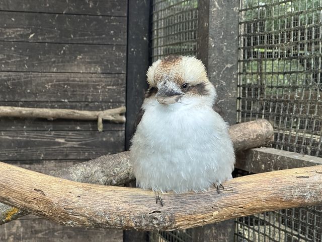 広くて距離の近い動物園