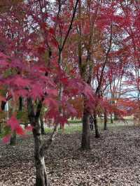 【熊本】熊本で紅葉狩りと大観峰に