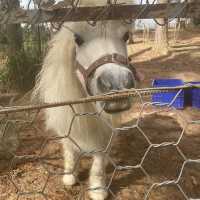 Zoodoo, Da Lat Zoo