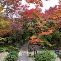 京都紅葉2022 宝筐院の素晴らしい紅葉