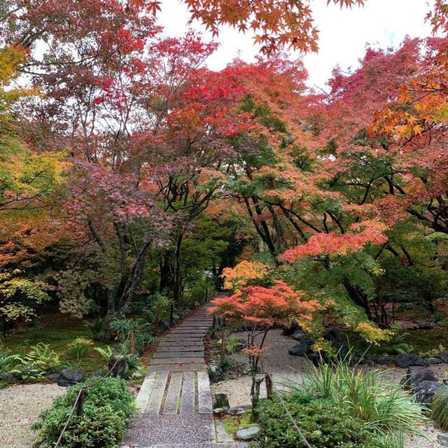 京都紅葉2022 宝筐院の素晴らしい紅葉