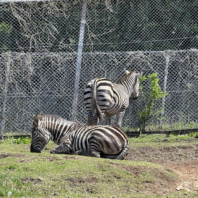 親子旅遊必到景點 - 九州自然動物園
