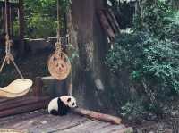 ADORABLY CHARMING BABY PANDAS 