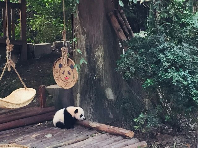 ADORABLY CHARMING BABY PANDAS 