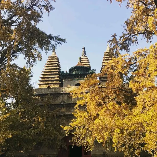 A leafy fall in Beijing