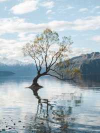 Most famous tree in New Zealand!