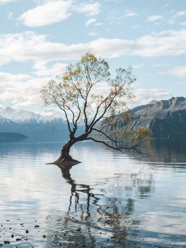 Most famous tree in New Zealand!