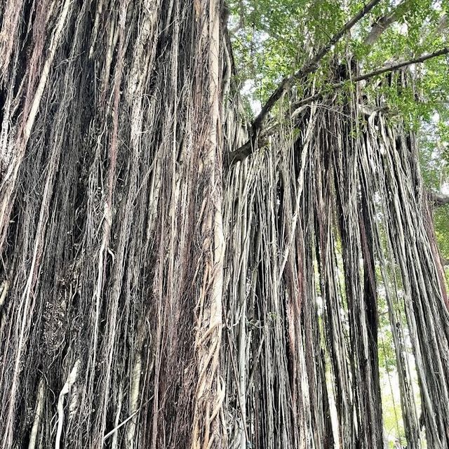 台中文學館 🖌 有著巨大的老榕樹🌳