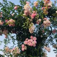 2022春季玫瑰展🌹🌷💐盛開季節@台北玫瑰園