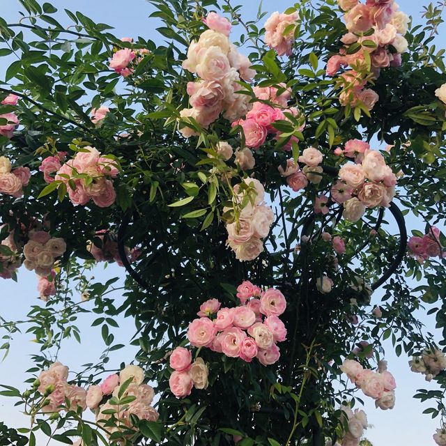2022春季玫瑰展🌹🌷💐盛開季節@台北玫瑰園