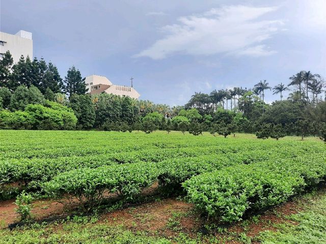 【桃園】茶園-壹等賞