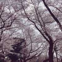 【王子】飛鳥山公園