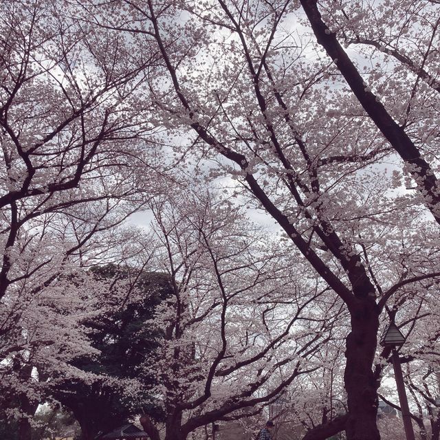 【王子】飛鳥山公園