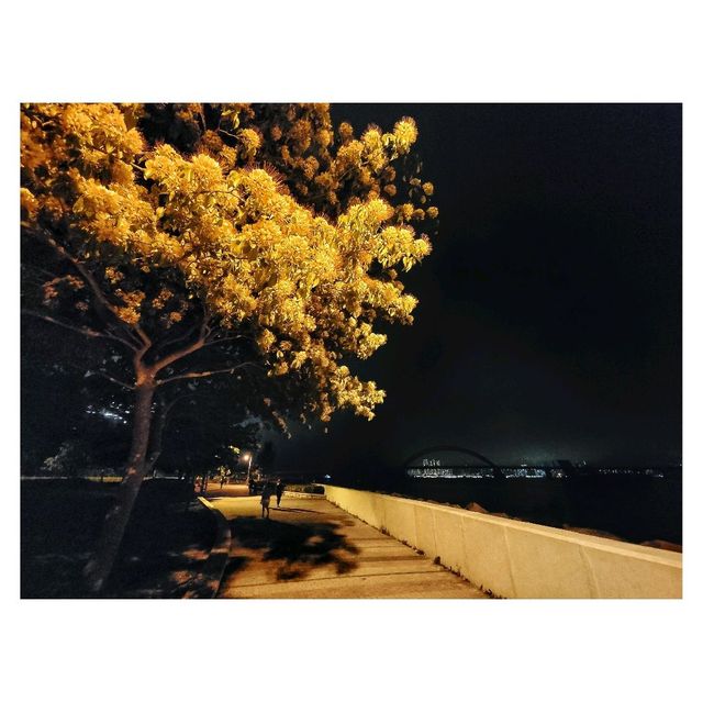 夜賞魚木花。將軍澳海濱長廊
