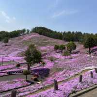 東藻琴の芝桜公園へ