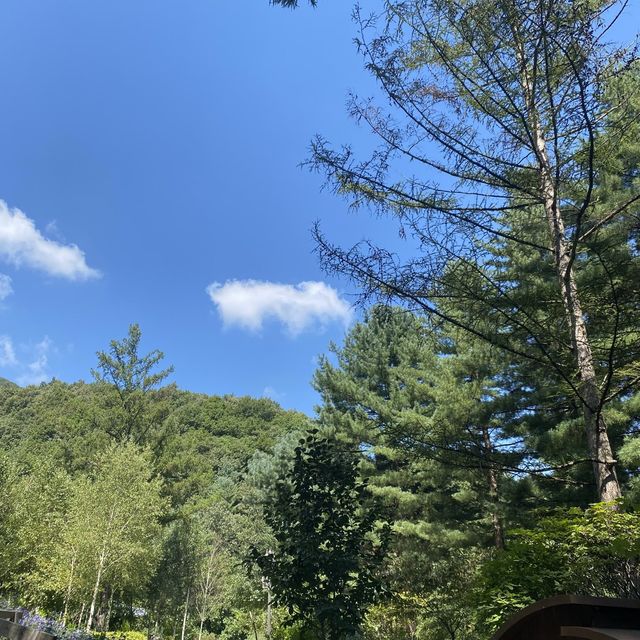 아침고요수목원에서 꽃구경 즐기기~🌳