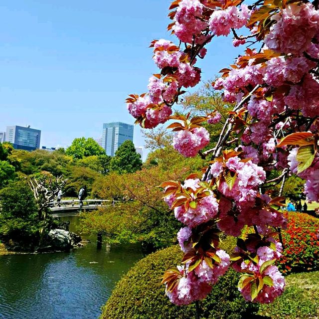 新宿御苑賞櫻花•楓葉