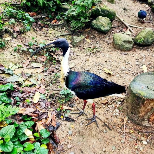 Jurong Bird Park