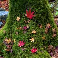 紅葉が素晴らしく　即身成仏のミイラがある珍しいお寺